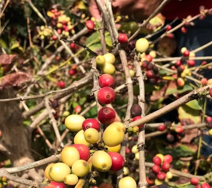 LAS CEREZAS DEL CAFÉ / CAPEL 