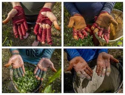 The hands of the pickers at the end of a workday.