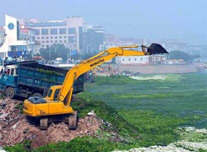 Toneladas de algas se amontonan a las orillas de Qingdao