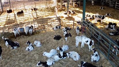 Instalaciones de una granja en Talavera (Toledo).