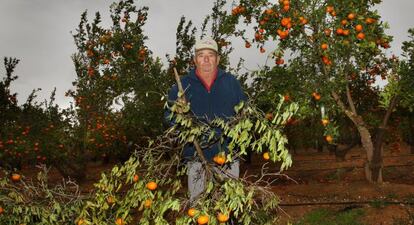 Antonio Muedra, en el campo de la variedad de mandarina registrada.