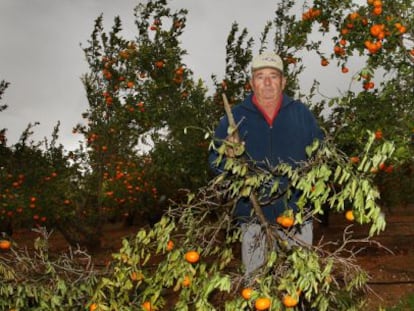 Antonio Muedra, en el campo de la variedad de mandarina registrada.