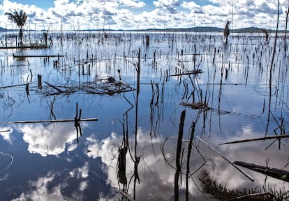 Os 'paliteiros' de árvores mortas marcam a paisagem do rio Xingu depois de Belo Monte. 