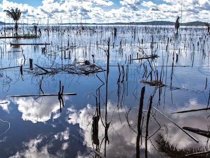 Árvores mortas no rio Xingu.