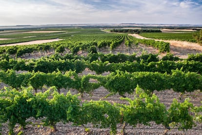 Viñas de Bodegas Campo Elíseo, en La Seca (Valladolid),