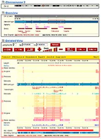 Imagen de la información del genoma ratonil publicada en Internet.
