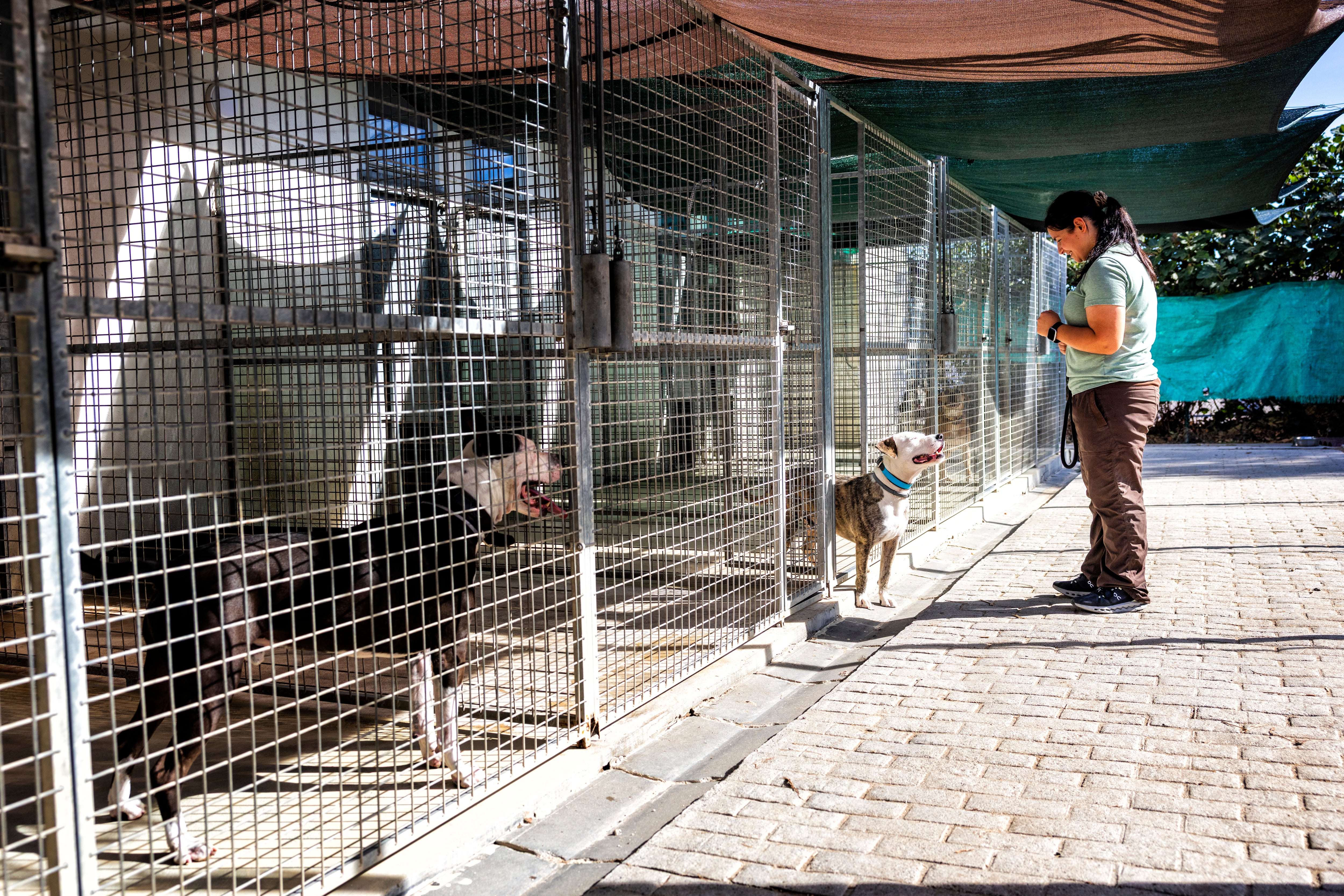 La crisis de la vivienda, la economía  y un mayor sentido de responsabilidad lastran las adopciones de perros y gatos