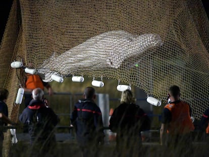 El equipo de rescate observa la ballena tras ser extraida del Sena en Notre Dame de la-Garenne, al norte de Francia, este miércoles.