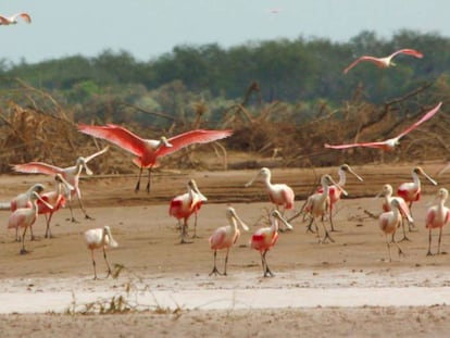 Espátulas rosadas en El Impenetrable, en el norte de Argentina.