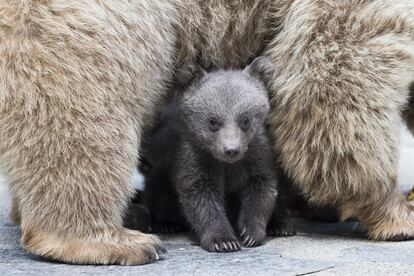 Una cría de oso pardo sirio junto a su madre, Martine, en el zoo de Servion (Suiza).