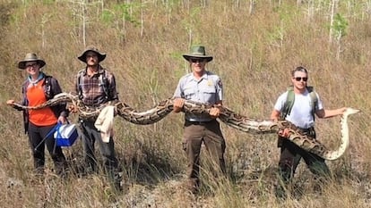 Pitón capturada en los Everglades.