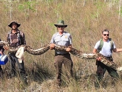 Pitón capturada en los Everglades.