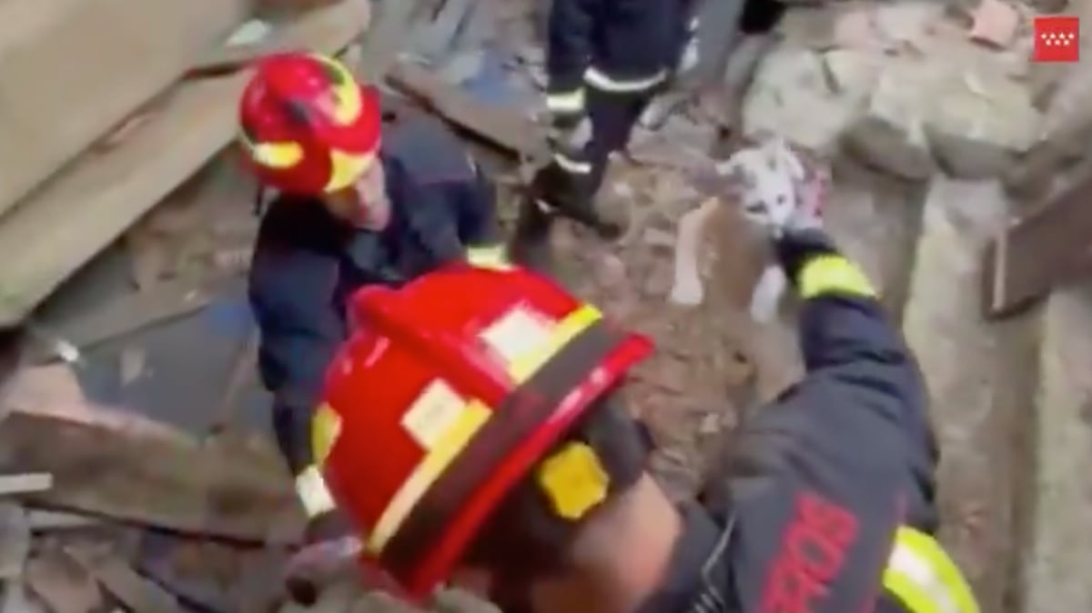 Firefighters save a roe deer trapped in a chalet and a cat in a jar in Madrid | Madrid News Firefighters save a roe deer trapped in a chalet and a cat in a jar in Madrid | Madrid News