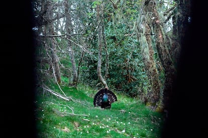 Un urogallo cantábrico, en un bosque viejo de abedules y acebos, visto desde un hide (o escondite).