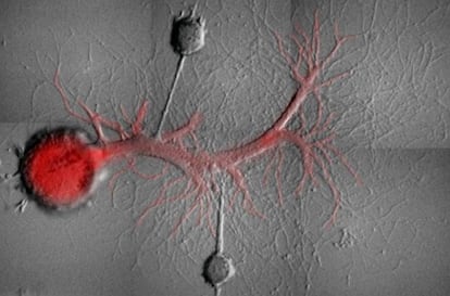 Dois neurônios sensoriais de um Dragão Azul ligados a um neurônio motor.