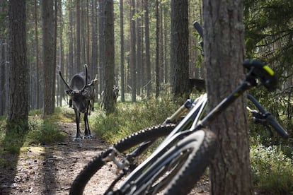 Renos en el sendero Kylmäluoma. Parque Nacional de Hossa, Finlandia