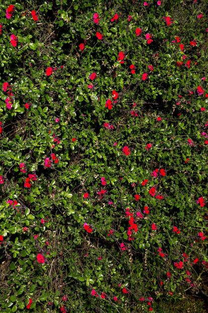 Ejemplares de salvia Royal Bumble.