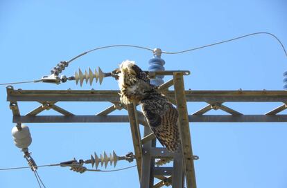 Un búho real electrocutado en un poste peligroso.