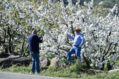 Dos turistas disfrutan de la floración en Jerte.