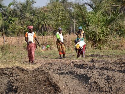 Una iniciativa en el norte de Benin apoya a las mujeres en el almacenaje de cereales, además de brindarles formación en temas de seguridad alimentaria y lucha contra la pobreza.