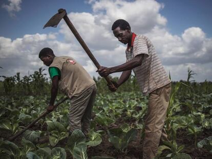 Agricultores em Moçambique em agosto.