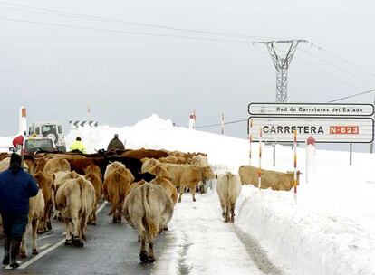 Un grupo de reses circula por carretera en el alto del Puerto del Escudo, que debido a las bajisimas temperaturas registradas y al fuerte temporal de nieve ha sido cerrado, bloqueando el tráfico entre Santander y Burgos por la N-623.