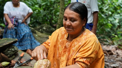 Concepción Yat Rax, agricultora de cacao.