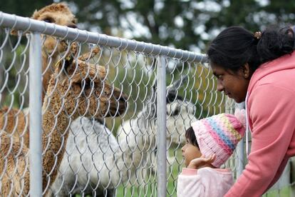 Una hija y su madre miran a una alpaca en una granja en Christchurch (Nueva Zelanda), el 5 de mayo de 2018.