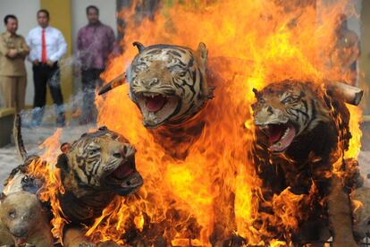 Funcionarios del Ministerio de Silvicultura de Indonesia y la Agencia de Conservación de Naturaleza de Aceh, destruyen tigres de Sumatra disecados, marfil y otros trofeos de fauna silvestre como parte de su campaña de lucha contra el furtivismo ilegal.