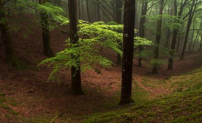 Bosque magico de Oianleku, en el parque natural de Aiako Harria, en Gipuzkoa.