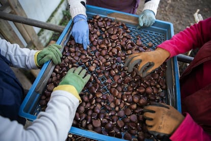 Trabajadoras seleccionan castañas en Berzocana (Cáceres). En el caso de que obtuviera el permiso de investigación, al que se opone la Plataforma Salvemos las Villuercas, la empresa Logrosán minera podría iniciar las indagaciones en unas 3.120 hectáreas, que se extienden por los municipios de Cañamero, Logrosán y Berzocana y rastrear si allí hay wolframio, níquel, litio, oro…