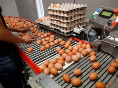 España asegura que no se han distribuido estos productos contaminados con fipronil que ya se ha detectado en 13 países europeos