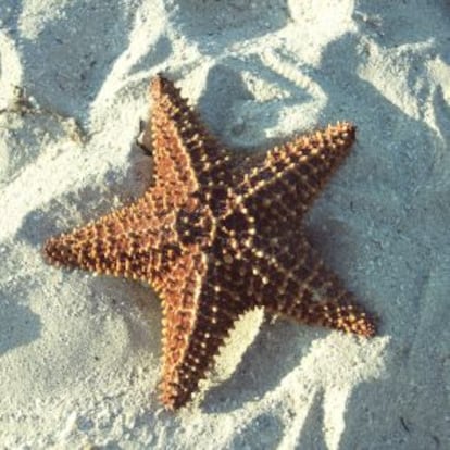 Uma estrela do mar em Cuba.