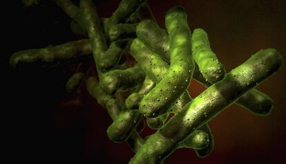 La bacteria que provoca la tuberculosis