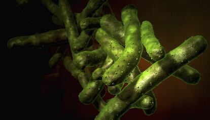 El bacteri que provoca la tuberculosi.