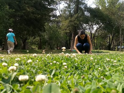 El trébol blanco es una planta cosmopolita considerada una mala hierba que prolifera en los parques de las ciudades donde se está diferenciando genéticamente de sus parientes rurales..