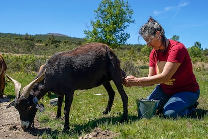 Gema P. Zubizarreta ordeña una de sus cabras en la finda de Las Lucías (Cáceres).