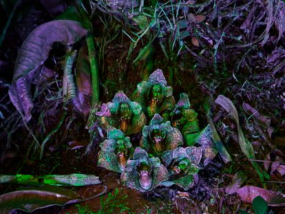 'Medusa orchid' (2019), imagen de la serie 'Ultra'.