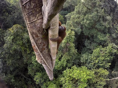 Esta imagem do americano Tim Laman foi a vencedora na categoria Natureza – Série. Aqui vemos um orangotango de Bornéu a 30 metros de altura, no parque nacional de Gunung Palung, na Indonésia.