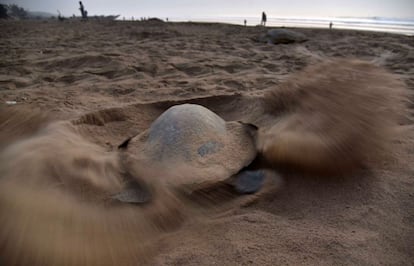 Una tortuga marina se prepara para dejar sus huevos en la arena de la playa de Rushikulya en Bhubaneswar (India).