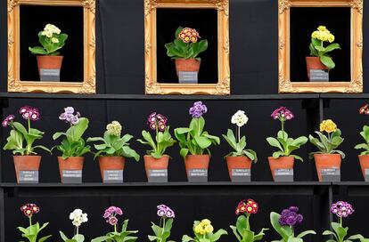 Una creación con Aurículas en el Chelsea Flower Show de Londres.