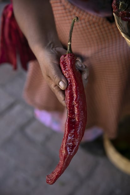 Un ejemplar de chile de tipo pasilla.