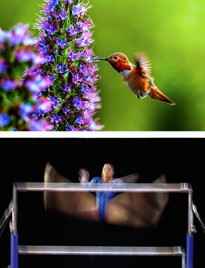 Un colibrí come de una flor de orgullo de Madeira en California. / La gimnasta colombiana Ginna Escobar durante su ejercicio de asimétricas en los campeonatos de Costa del Pacífico celebrados en Evertt, Washington.