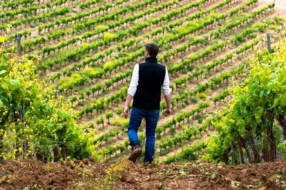 Viñas de Pago de Carraovejas en Peñafiel, Valladolid.