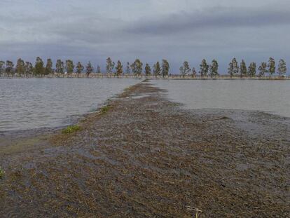 Arrozales del Delta del Ebro inundados de agua de mar.