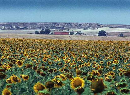 Campos de girasol en el valle de los Alorines, Alicante.