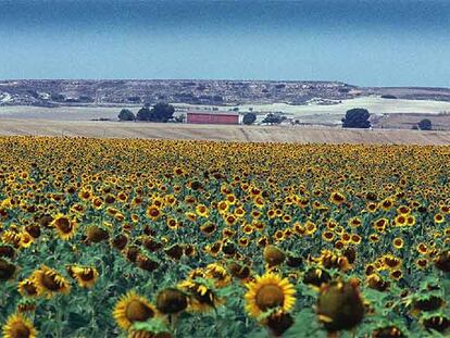 Campos de girasol en el valle de los Alorines, Alicante.