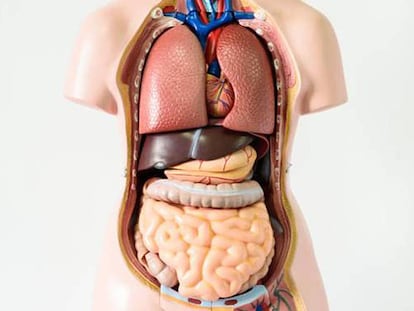 Sete órgãos sem os quais você pode viver