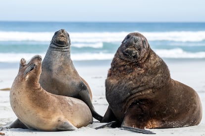 Tres leones marinos, en Allans Beach, cerca de la ciudad de Dunedin, en la isla Sur de Nueva Zelanda.