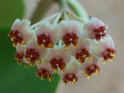 'Hoya kerrii' mostrando la abundancia de néctar.
